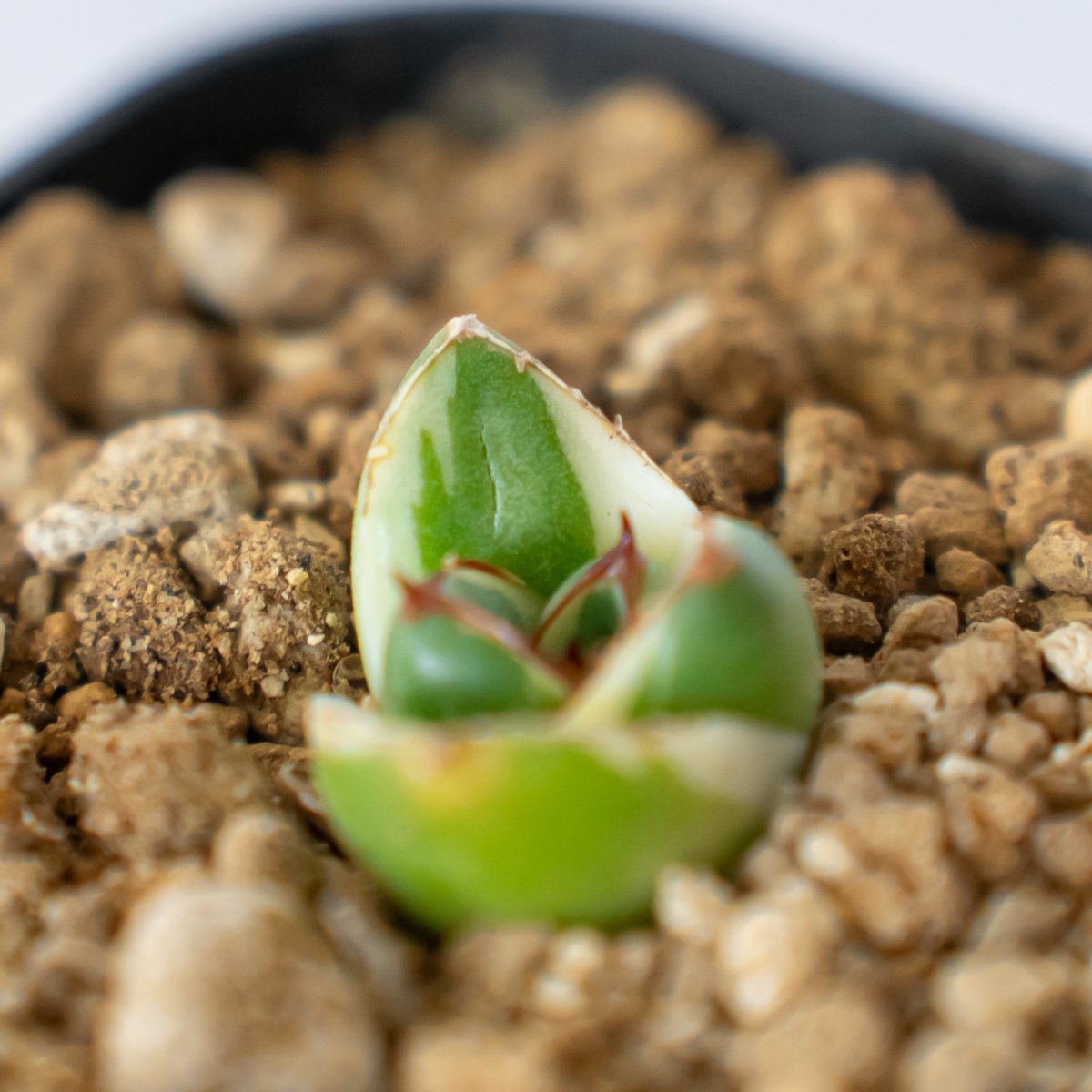 アガベ ピンキー【発根管理中】TC株 Agave Pinky 多肉植物 珍奇