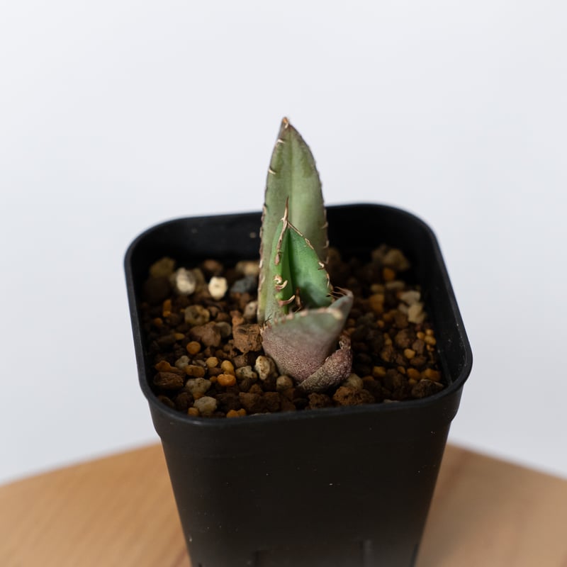 アガベ チタノタ 冠鷲 クラウンイーグル【発根管理中】TC株 Agave