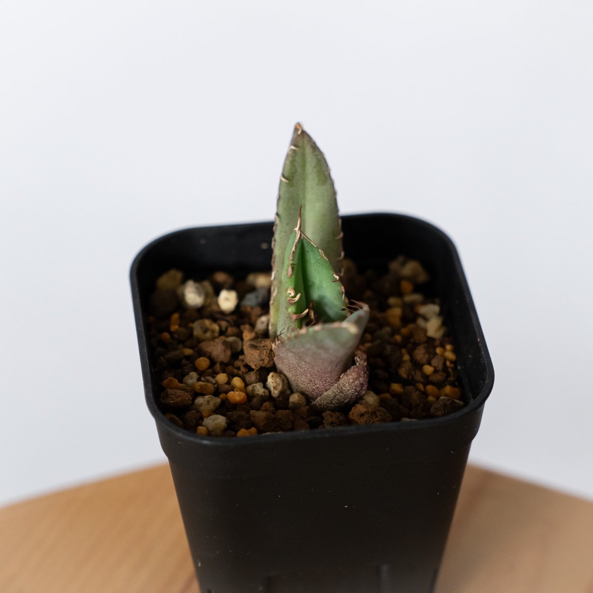 アガベ チタノタ 冠鷲 クラウンイーグル【発根管理中】TC株 Agave