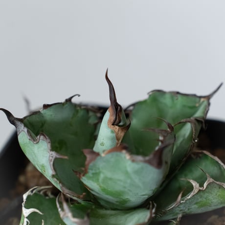 アガベ チタノタ ブラックアンドブルー BB  OC株【発根管理中】Agave titanota Black & Blue 多肉植物 珍奇植物 静岡 ANTIDOTE 通販 S1443