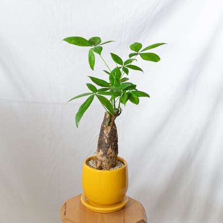 パキラ植物 楽天市場】（観葉植物）パキラ 4号（3鉢） : charm 楽天市場店