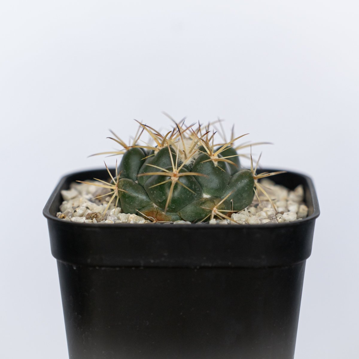 コリファンタ 象牙丸 実生 Coryphantha elephantidens サボテン 多肉