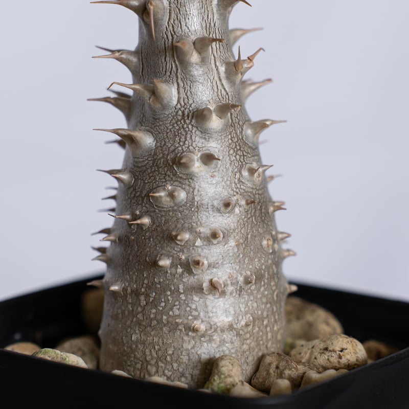 パキポディウム マカイエンセ 実生 pachypodhium makayense 魔界玉 塊根