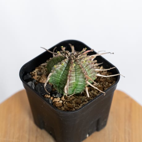 ユーフォルビア バリダ 実生 Euphorbia super valida 多肉植物 珍奇植物 ANTIDOTE 静岡 通販 S1229