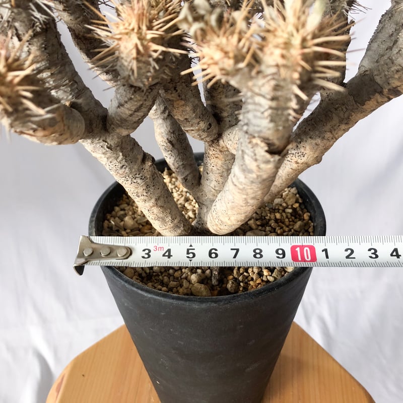 ユーフォルビア ギラウミニアナ Euphorbia guillauminiana 多肉植物