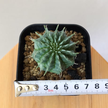 ユーフォルビア バリダ 実生 Euphorbia super valida 多肉植物 珍奇植物 ANTIDOTE 静岡 通販 S918