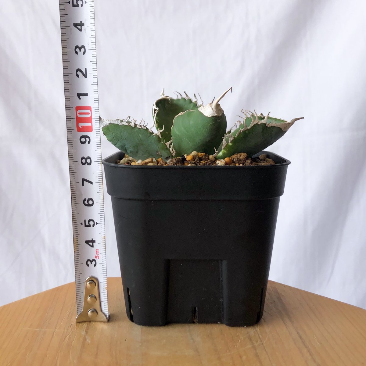 アガベ チタノタ 悪魔くん【発根管理中】TC株 Agave titanota Bakemono