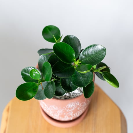 パンダガジュマル タイワンガジュマル 鉢セット Ficus microcarpa キジムナー 多幸の木 鉢セット 観葉植物 塊根植物 静岡 ANTIDOTE 通販 S1332