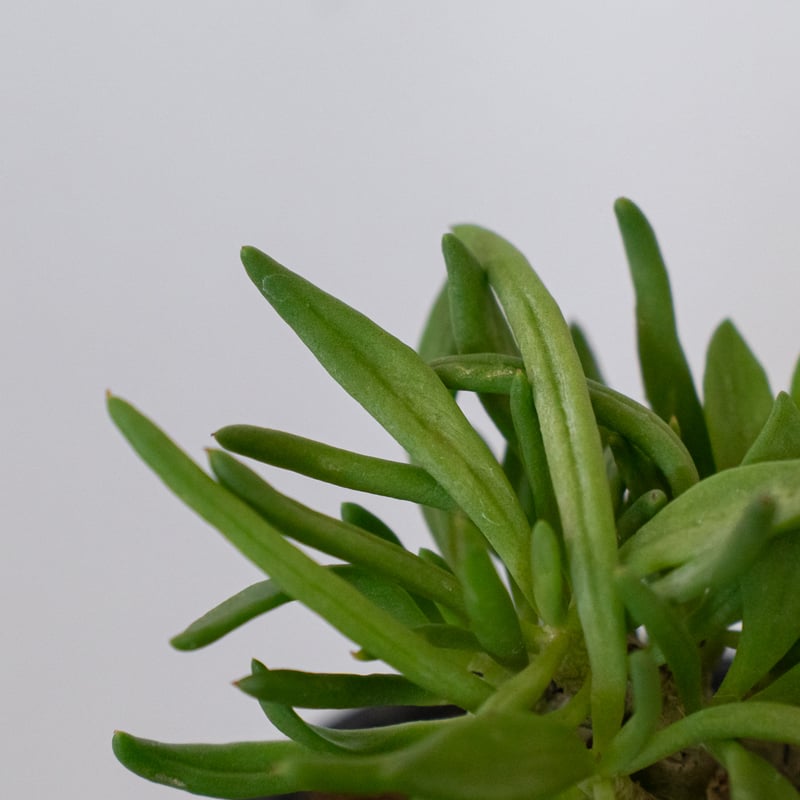 万物想 チレコドン レティキュラーツス 実生 Tylecodon reticulatus