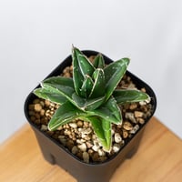 アガベ 笹の雪 D型 仔株 OC株【発根管理中】Agave victoriae-reginae 多肉植物 珍奇植物 静岡 通販 ANTIDOTE S1318