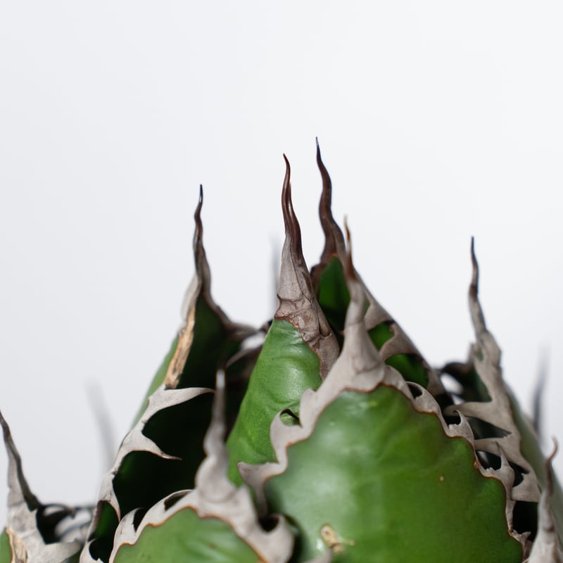 アガベ ホリダ 美株 【発根管理中】OC株 Agave horrida 多肉植物 珍奇