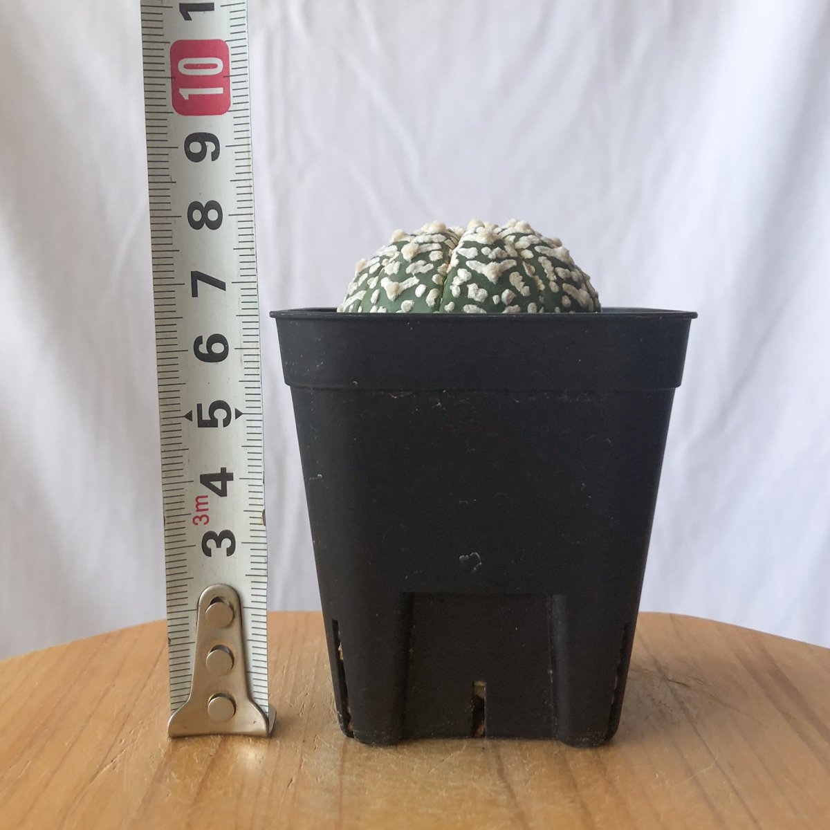 アストロフィツム スーパー兜 Vタイプ アロータイプ 実生 Astrophytum