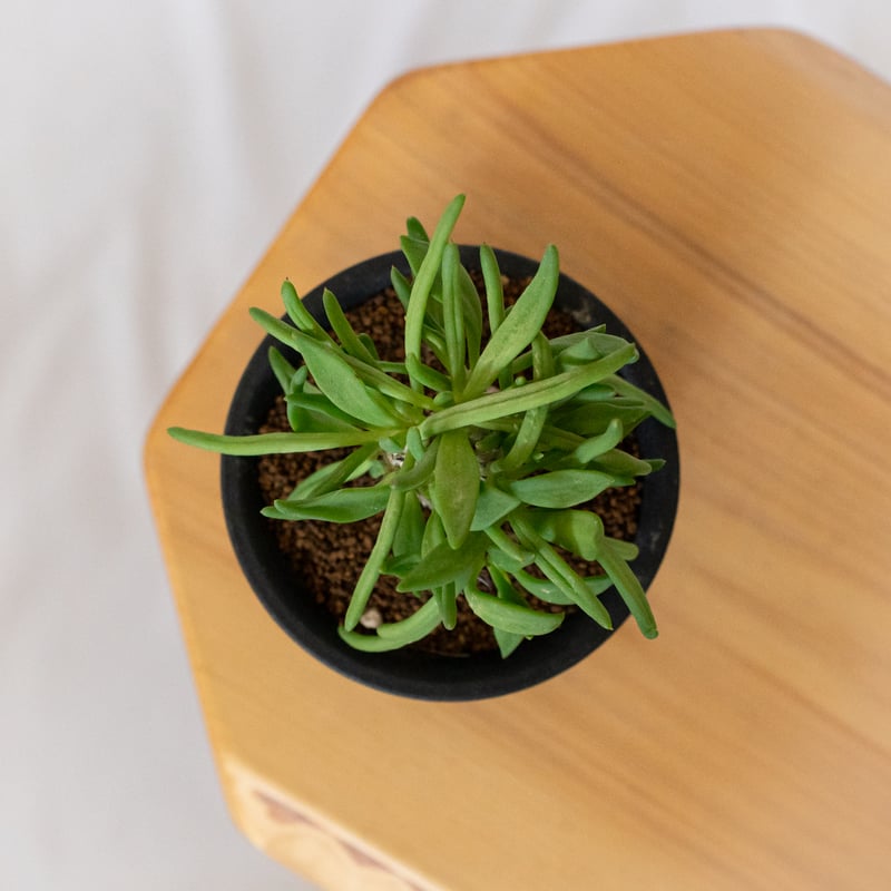 万物想 チレコドン レティキュラーツス 実生 Tylecodon reticulatus