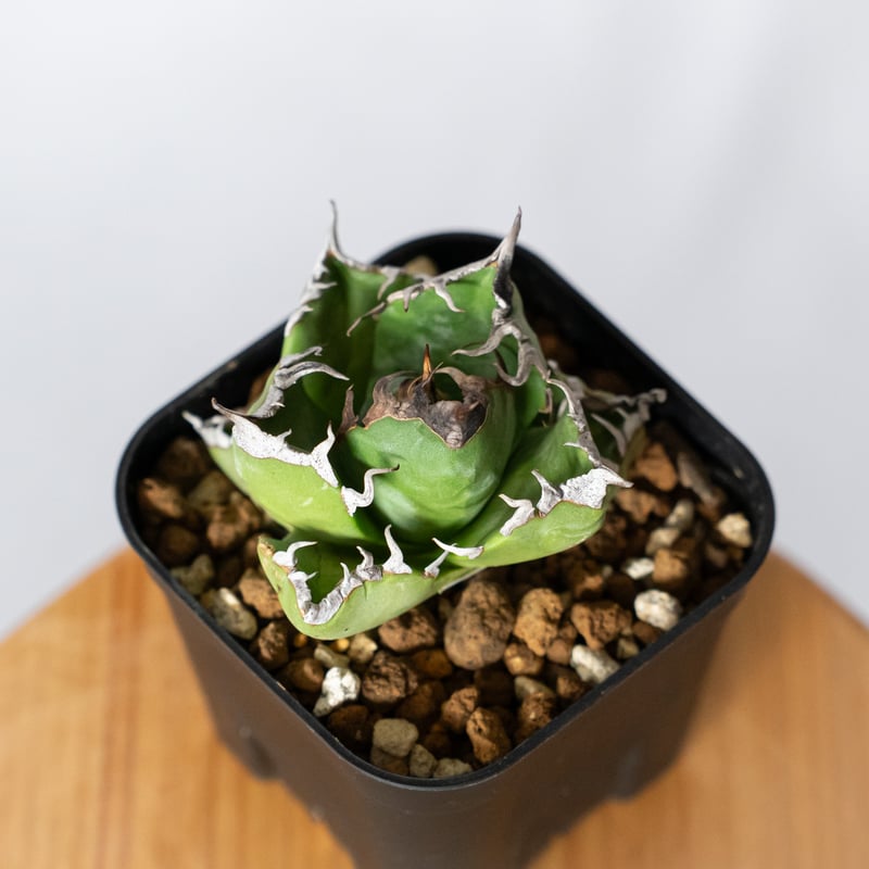 アガベ チタノタ 魔丸 OC株【発根管理中】agave titanota imps 多肉
