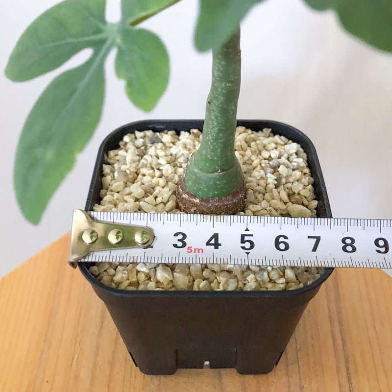 アデニア グラウカ 幻蝶かずら 実生 Adenia glauca 塊根植物