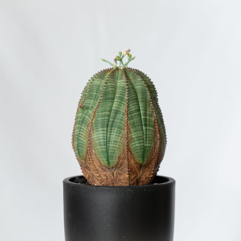 ユーフォルビア オベサ 大株 美株 実生 オールドオベサ Euphorbia