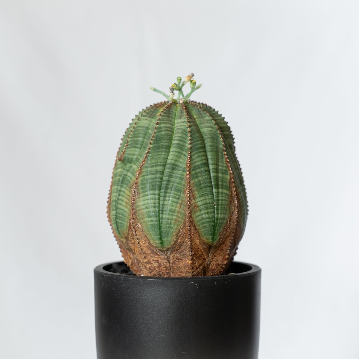 \"特大 美株\" ユーフォルビア オベサ 特大サイズ】95mm Euphorbia Obesa ユーフォルビア オベサ