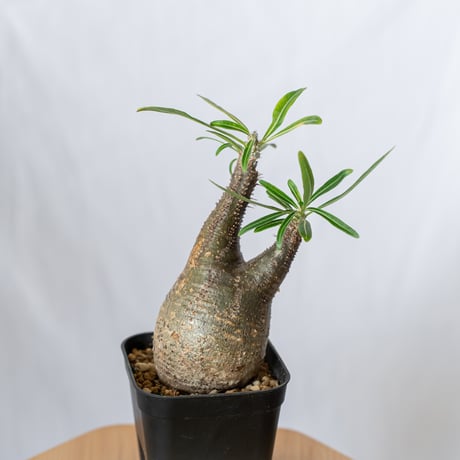 パキポディウム グラキリス pachypodhium Gracilius 塊根植物 コーデックス 多肉植物 珍奇植物 静岡 ANTIDOTE 通販 S398