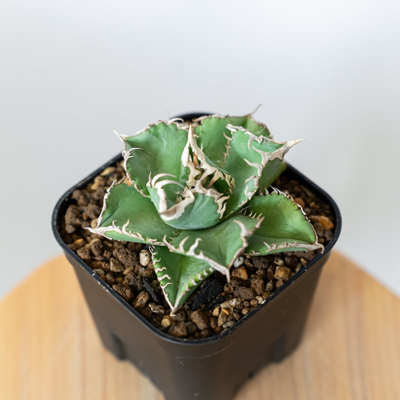アガベ チタノタ 白豪刺【発根管理中】 Agave titanota TC株 多肉植物