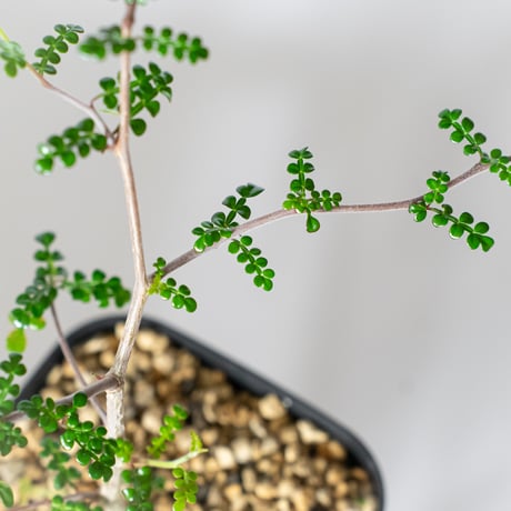 オペルクリカリア デカリー 実生 Operculicarya decaryi 塊根植物 多肉植物 珍奇植物 静岡 ANTIDOTE 通販 S1504