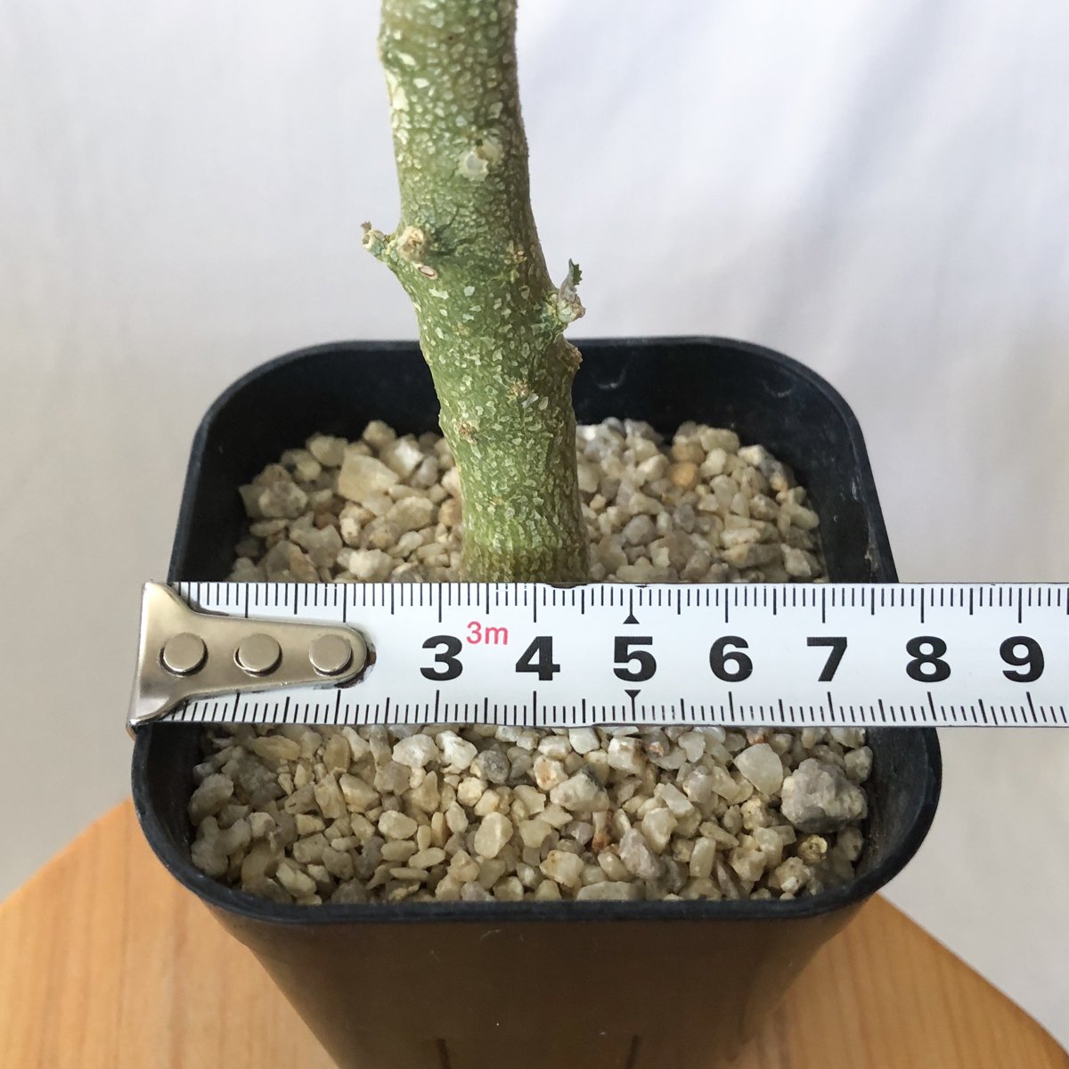 ドルステニア ジプソフィラ 実生 Dorstenia gypsophila 塊根植物 多肉