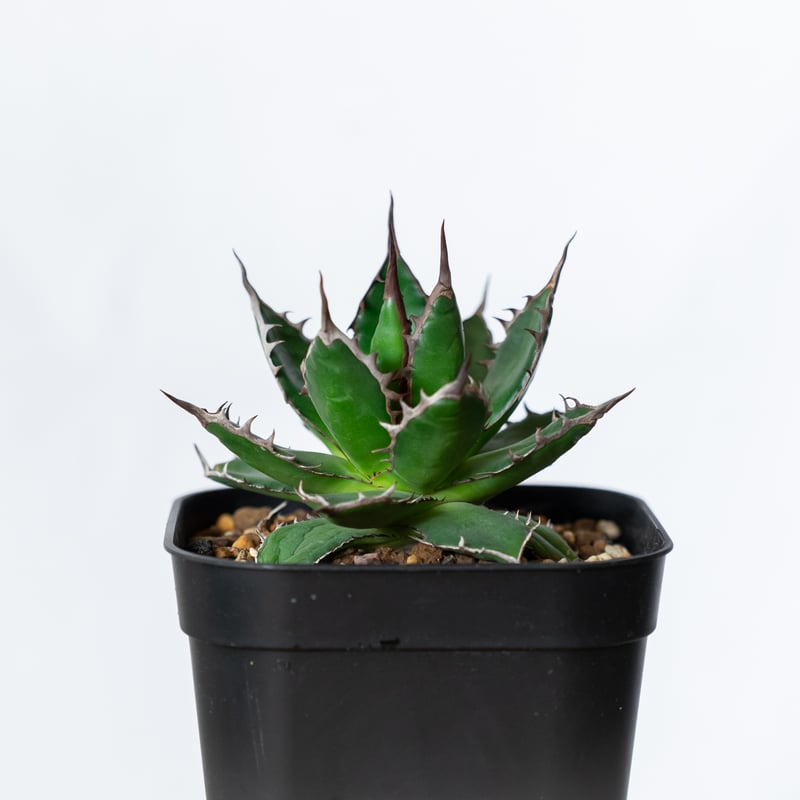 アガベ 姫ホリダ OC株 ベアルート Agave horrida 多肉植物 珍奇植物