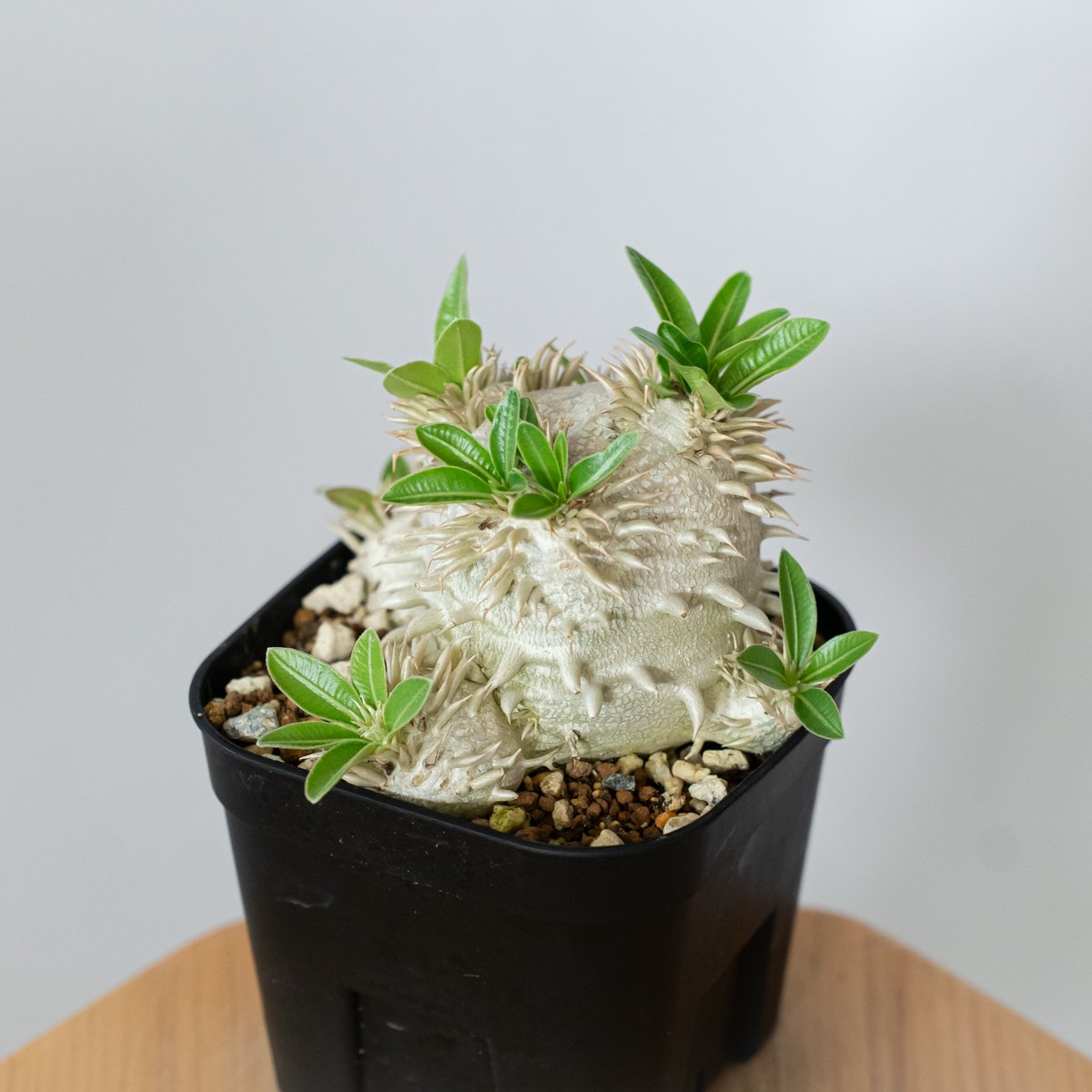 パキポディウム エブレネウム 実生 Pachypodium eburneum 塊根植物
