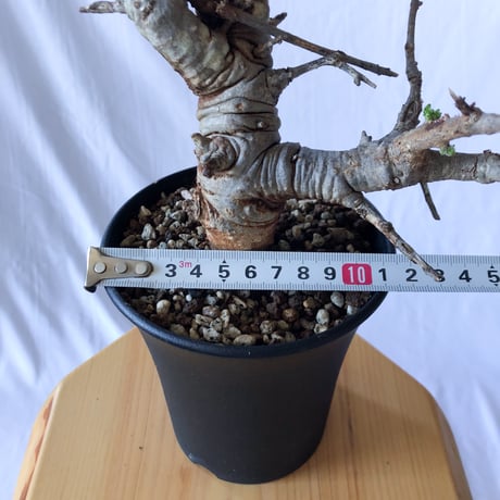 ボスウェリア ネグレクタ Boswellia neglecta 多肉植物 珍奇植物 静岡 ANTIDOTE 通販 S95