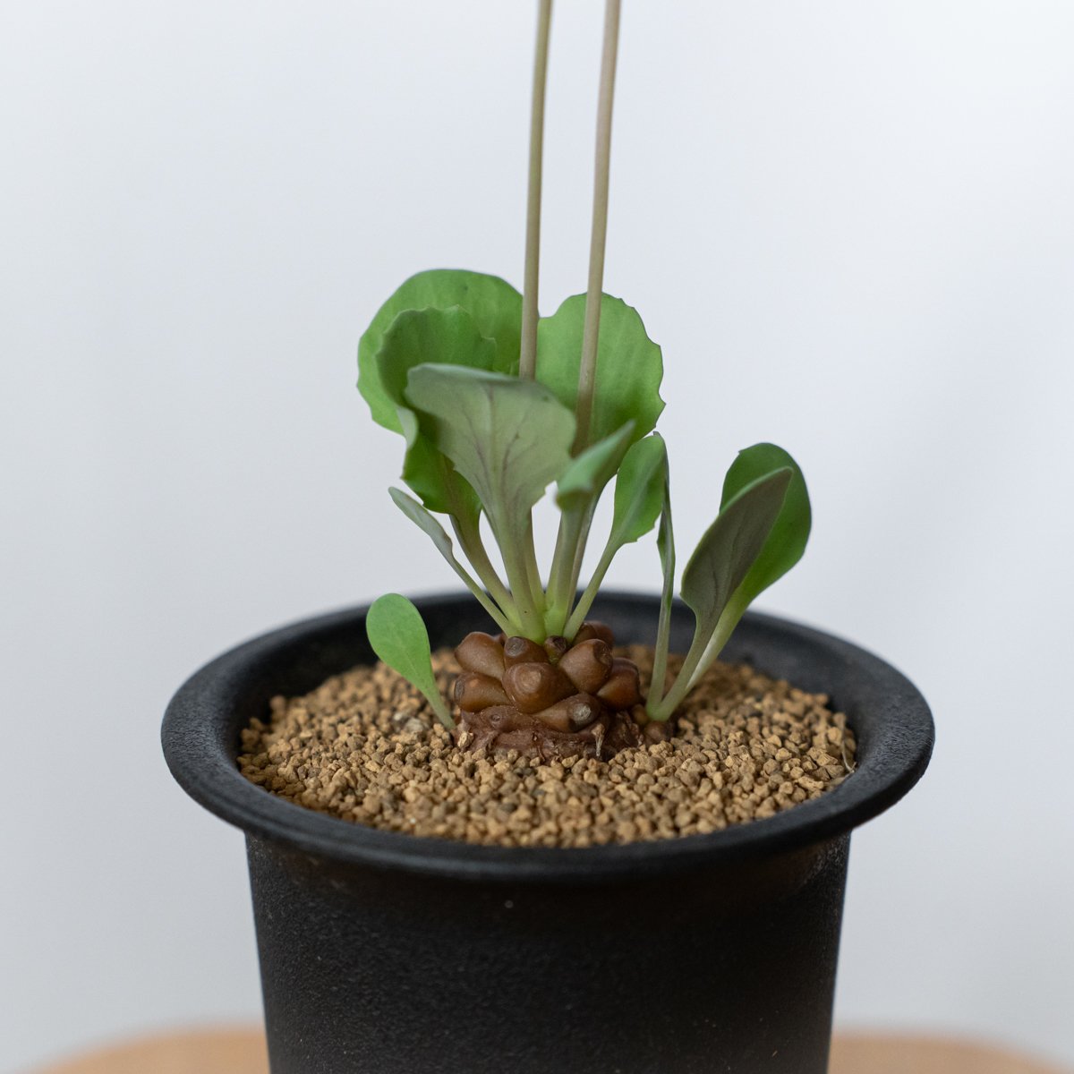 オトンナ ヘレー 実生 Othonna herrei 塊根植物 コーデックス 冬型