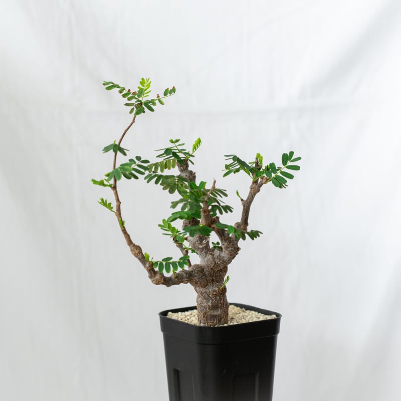 センナ メリディオナリス 輸入株 Senna Meridionalis コーデックス