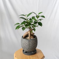 ガジュマル  Ficus microcarpa キジムナー 多幸の木 鉢セット 塊根植物 多肉植物 静岡 ANTIDOTE 通販 S1014