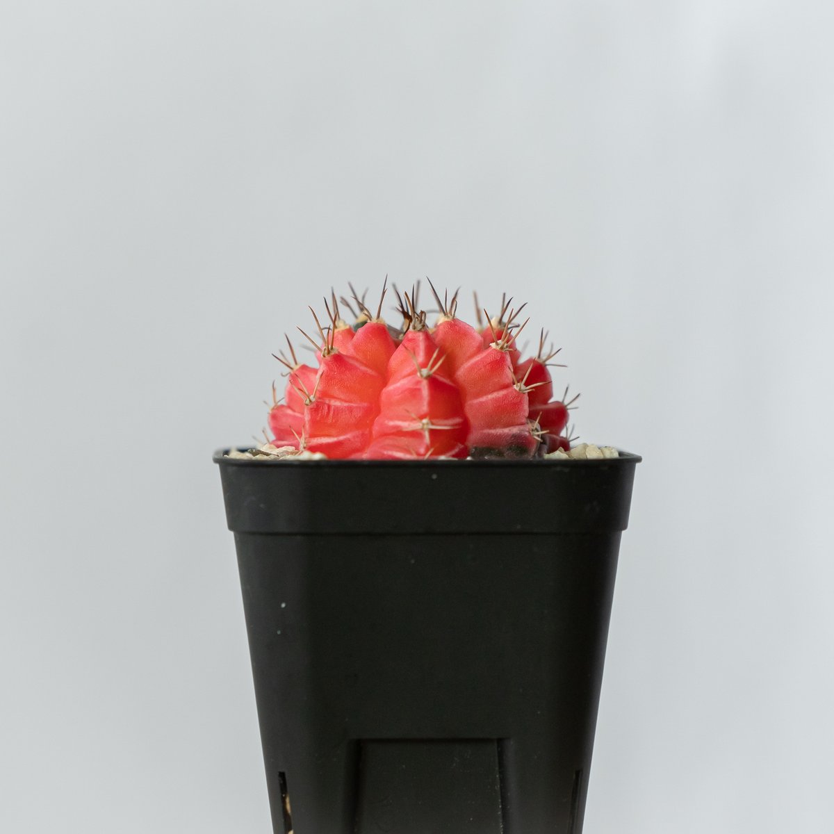 ギムノカリキウム ミハノビッチ 実生【発根管理中】緋牡丹錦