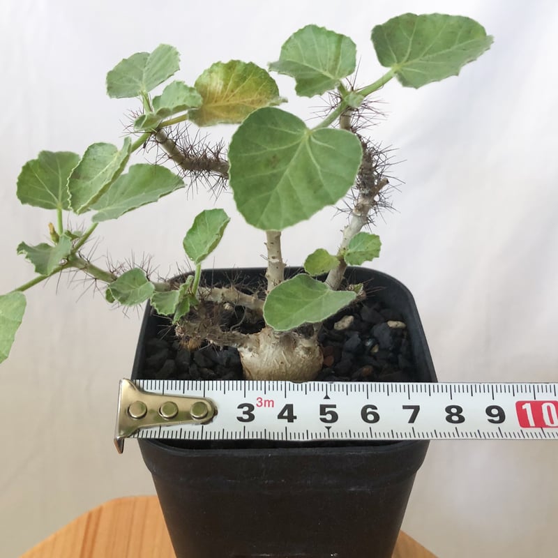 ヤトロファ マルギナータ 実生 jatropha marginata 塊根植物