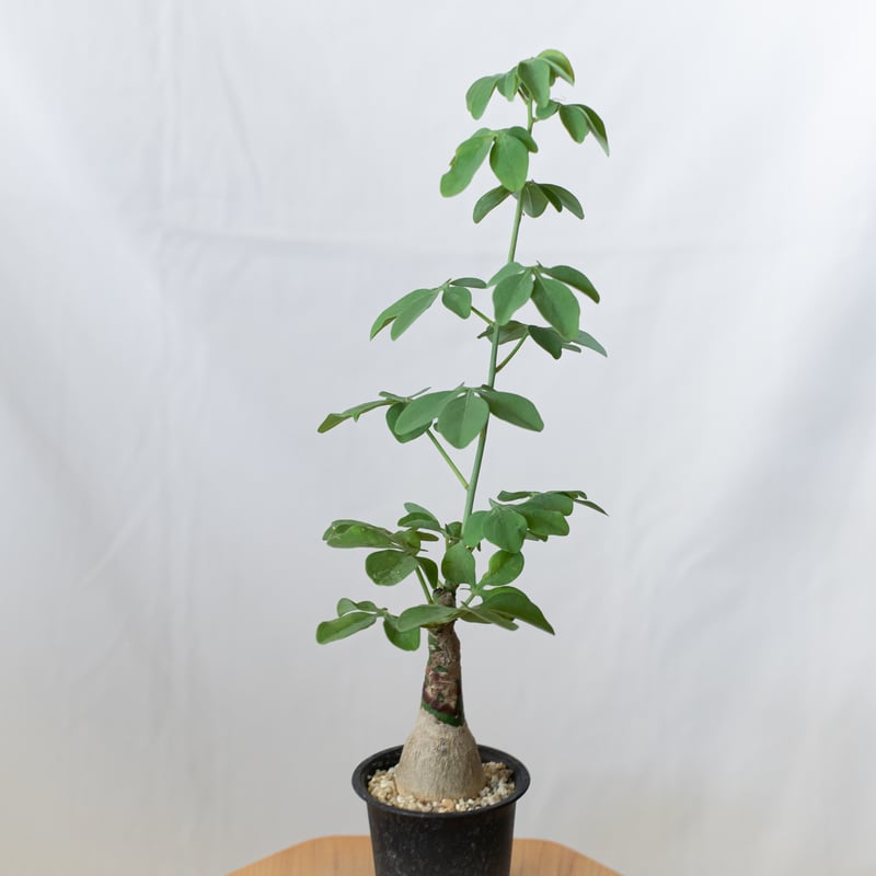 アデニア グラウカ 幻蝶かずら Adenia glauca 塊根植物 コーデックス