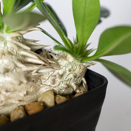 パキポディウム デンシフローラム 実生 シバ女王の玉櫛 Pachypodium densiflorum 塊根植物 コーデックス 多肉植物 珍奇植物 静岡 ANTIDOTE 通販 S1507