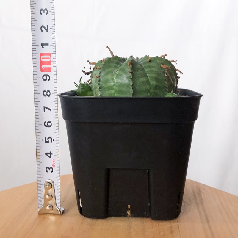 ユーフォルビア バリダ 子株付き 実生 Euphorbia super valida 多肉植物
