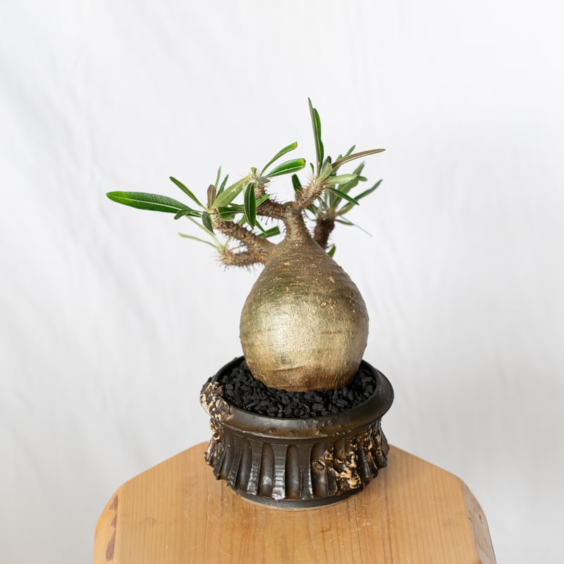 保田修作鉢セット】パキポディウム グラキリス 現地球 pachypodhium