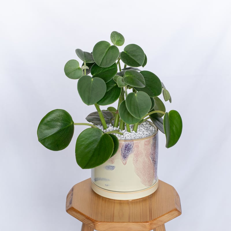 ペペロミア ホバリア 鉢セット Peperomia hoveyi 多肉植物 観葉植物
