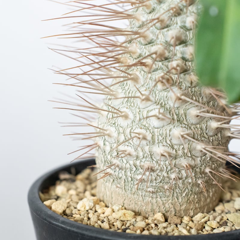 パキポディウム ナマクアナム 光堂 接木 大株 実生 Pachypodium