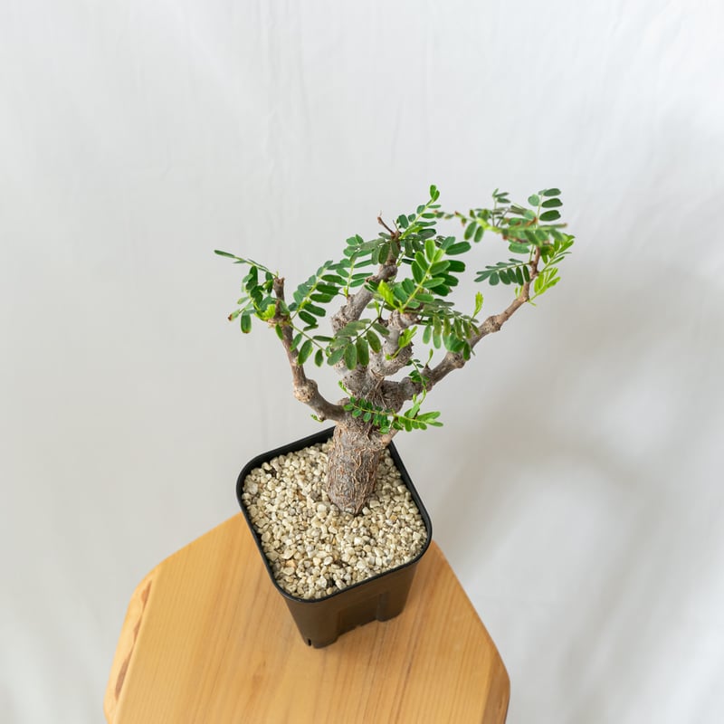 センナ メリディオナリス 輸入株 Senna Meridionalis コーデックス