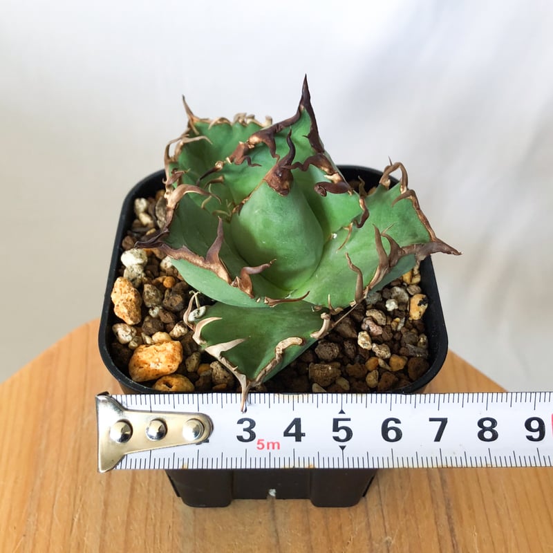 アガベ チタノタ シーザー 美株 OC株 Agave titanota Caesar 多肉植物