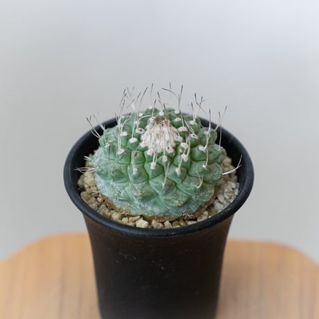 ストロンボカクタス・菊水 接ぎ降ろし(抜き苗)※国内繁殖 ストロンボ