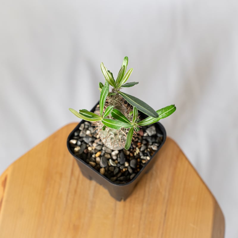 パキポディウム グラキリス 実生 pachypodhium Gracilius 塊根植物 コー