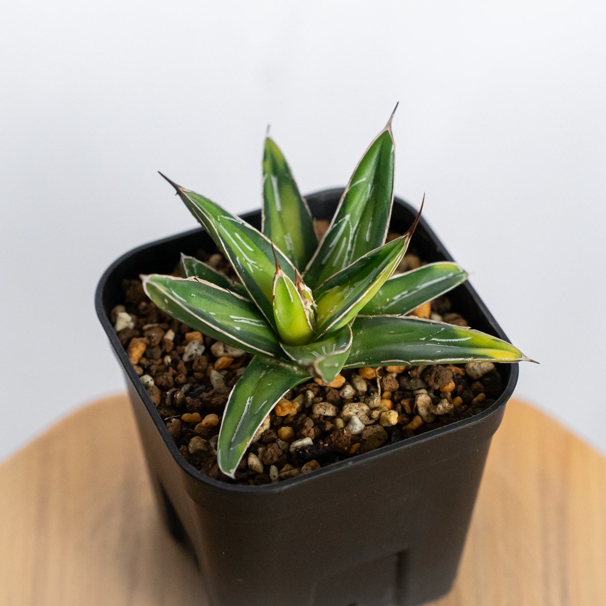 アガベ 笹の雪 サンキング OC株 Agave victoriae-reginae varie