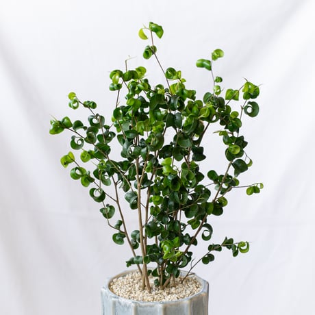 ベンジャミン バロック Ficus benjamina barok 観葉植物 インテリアグリーン 静岡 ANTIDOTE 通販 S1189