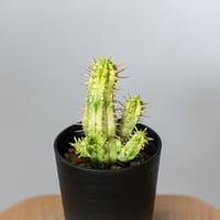 ユーフォルビア 紅彩閣錦 エノプラ 斑入り 実生 Euphorbia enopla 塊根植物 多肉植物 珍奇植物 静岡 ANTIDOTE 通販 S1482