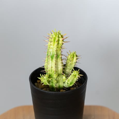 ユーフォルビア 紅彩閣錦 エノプラ 斑入り 実生 Euphorbia enopla 塊根植物 多肉植物 珍奇植物 静岡 ANTIDOTE 通販 S1482