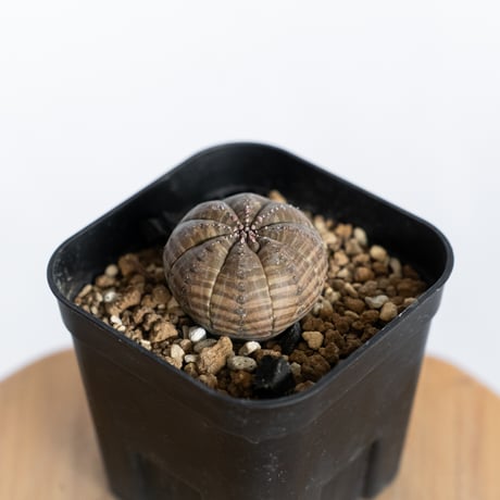 ユーフォルビア オベサ 実生 Euphorbia obesa 多肉植物 珍奇植物 静岡 ANTIDOTE 通販 S1227