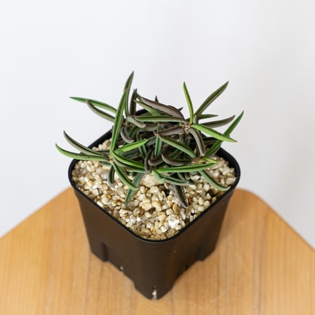 ユーフォルビア キリンドリフォリア トゥビフェラ Euphorbia cylindrifolia var. tubufera 多肉植物 珍奇植物 ANTIDOTE 静岡 通販 S813