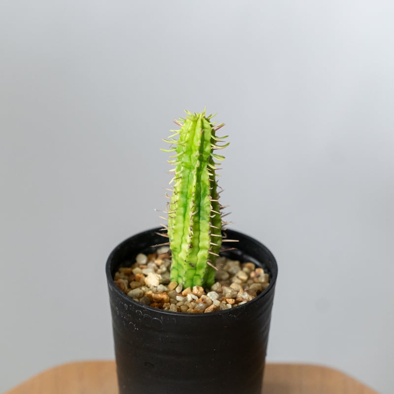 ユーフォルビア 紅彩閣錦 エノプラ 斑入り 実生 Euphorbia enopla 塊根